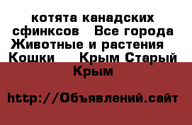 котята канадских сфинксов - Все города Животные и растения » Кошки   . Крым,Старый Крым